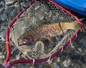 Principiante de Pesca - Pesca con Mosca Patagonia