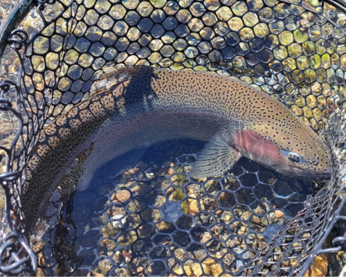 Fly Fishing - Patagonia - Fish